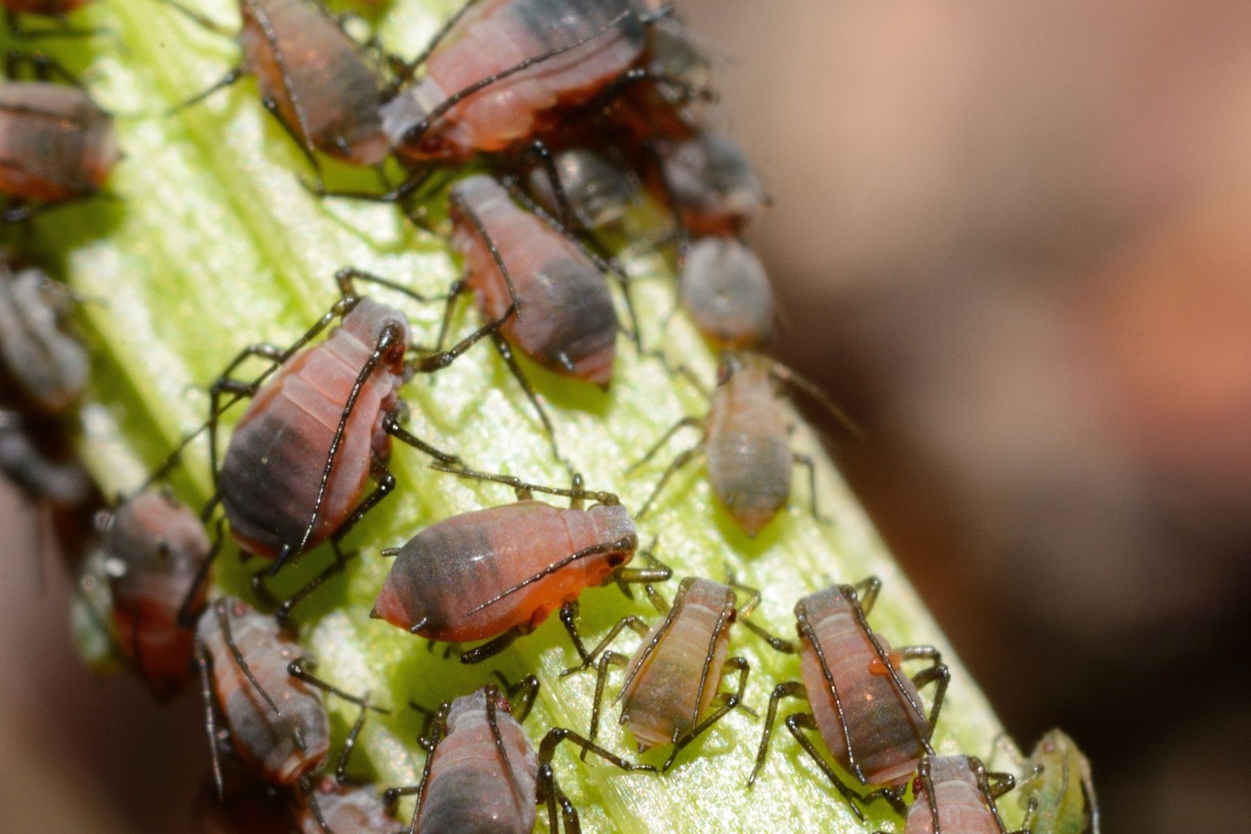 Comment Lutter Contre Les Parasites Du Potager Verger Mirabelle