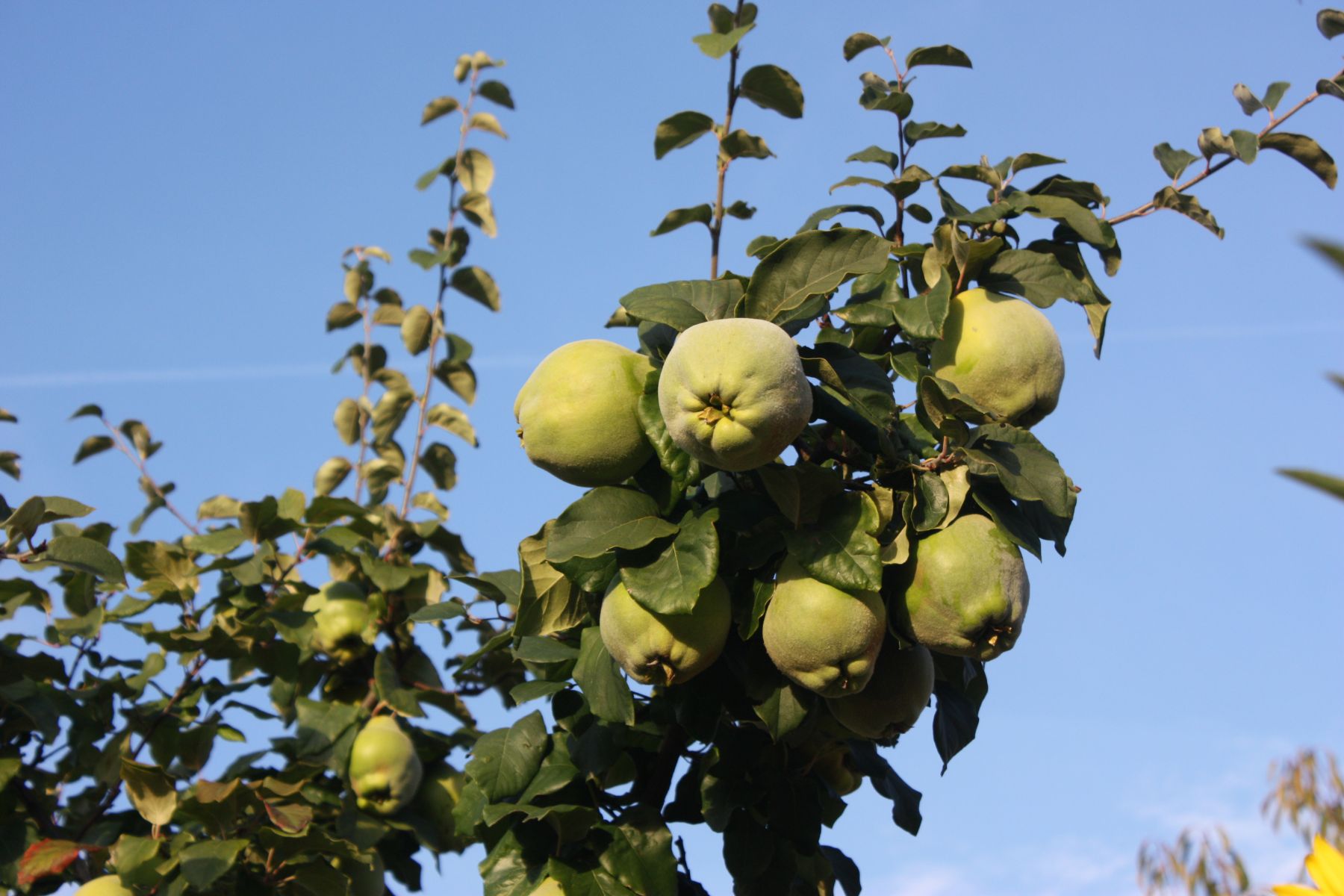 Comment Planter Un Arbre Fruitier Colonnaire Verger Mirabelle