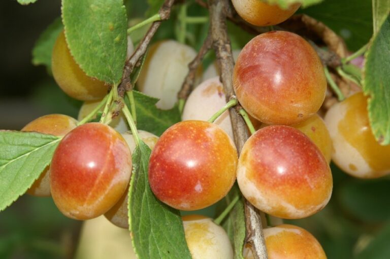 Toutes Les Variétés de Mirabelle  Lorraine, Nancy, Metz...