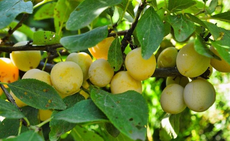 Comment Faire Sa Propre eau de vie à la Mirabelle