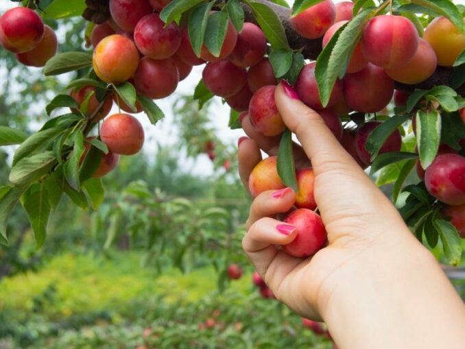 La mirabelle de Nancy I Le meilleur Fruit des Vergers