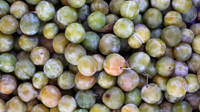 Quelle est la différence entre la prune reine Claude et la mirabelle ?