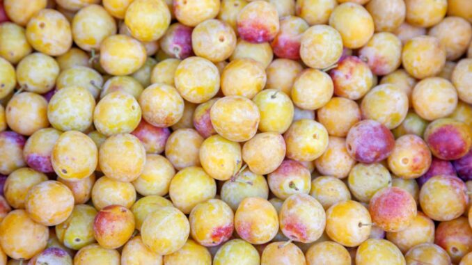 quel pays est le plus gros producteur de mirabelles au monde