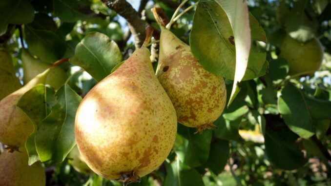 La pomme : origine, bienfaits et différentes variétés