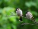 attirer les oiseaux utiles dans votre jardin