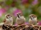 comment attirer les oiseaux dans votre jardin