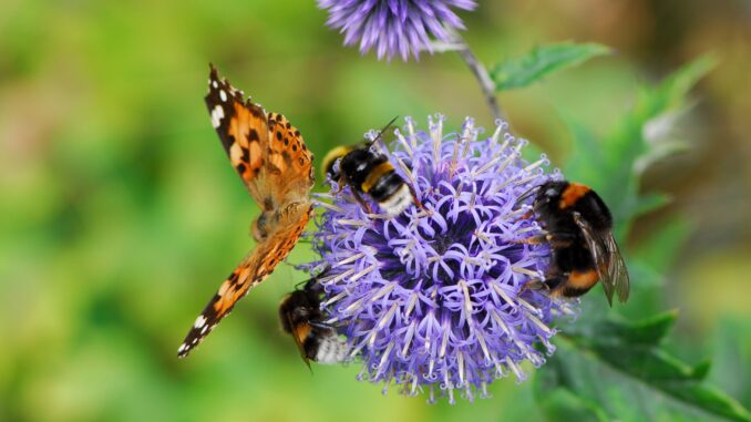 comment attirer les pollinisateurs dans votre jardin