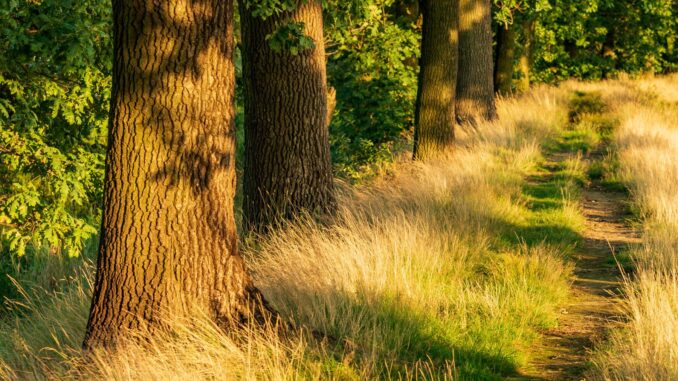 comment créer des zones d'ombre dans votre jardin