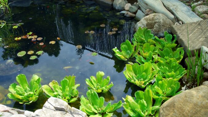 comment créer une mare naturelle dans votre jardin