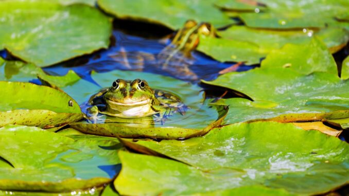 créer un étang pour favoriser la biodiversité