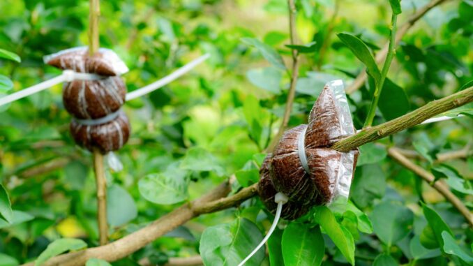 introduction au jardinage biologique principes de base