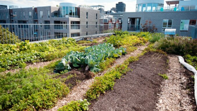 jardins sur les toits avantages et conseils