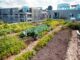 jardins sur les toits avantages et conseils