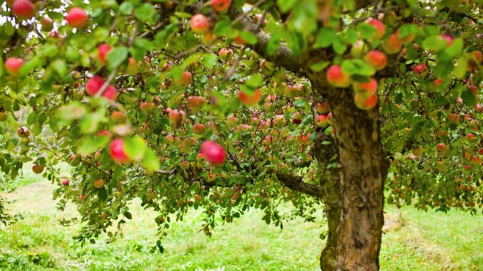 les différentes variétés de pommiers un guide complet