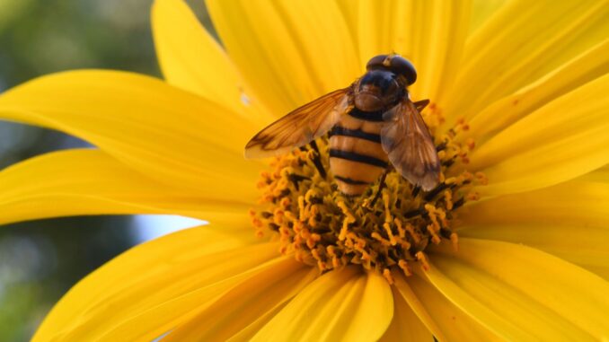 les insectes bénéfiques pour votre jardin