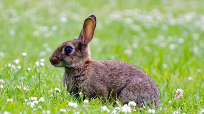 nourrir les animaux sauvages bon ou mauvais ?