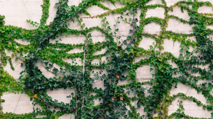 plantes grimpantes comment les choisir et les entretenir