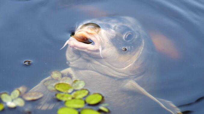 reconnaître et contrôler les maladies des poissons d'étang