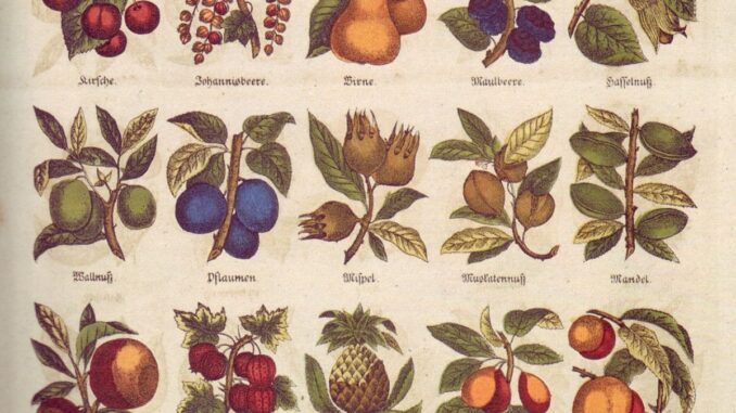 Tout savoir sur le fruit de l'arbre à pain: conseils et recettes