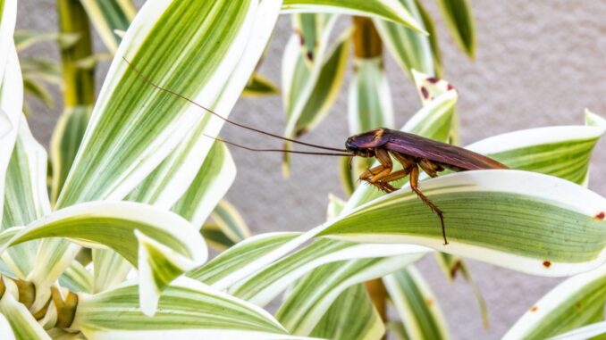 Blatte de jardin : tout savoir et comment s’en débarrasser