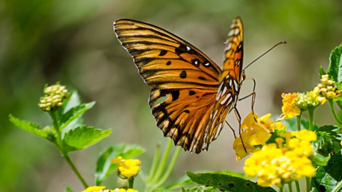 créer un jardin favorable aux papillons