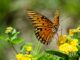 créer un jardin favorable aux papillons