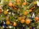 Tout savoir sur la mandarine : origine, variétés, bienfaits, récolte, utilisation…