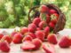 astuces pour une meilleure récolte de fraises