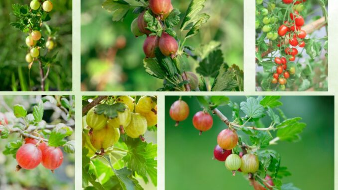 choisir son groseillier les espèces les plus adaptées à votre jardin