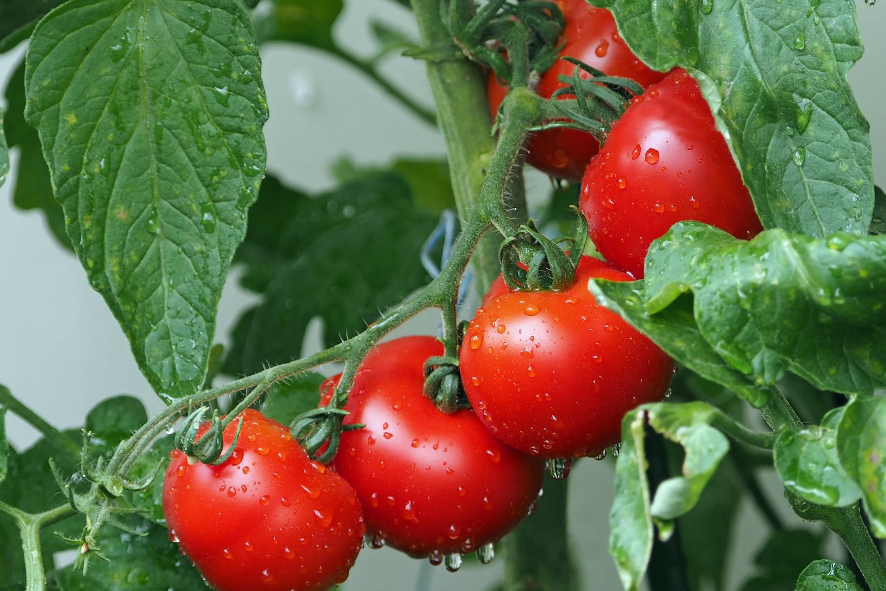 Cultiver Des Tomates En Pots Guide Complet Verger Mirabelle