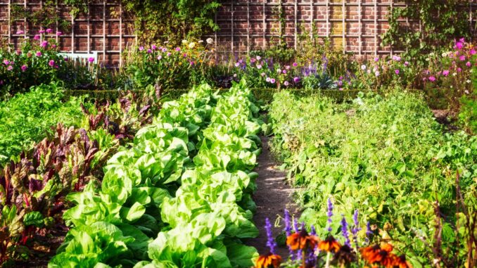 les avantages et inconvénients du jardinage biologique