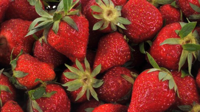 les bienfaits des fraises pour la santé nutrition et avantages