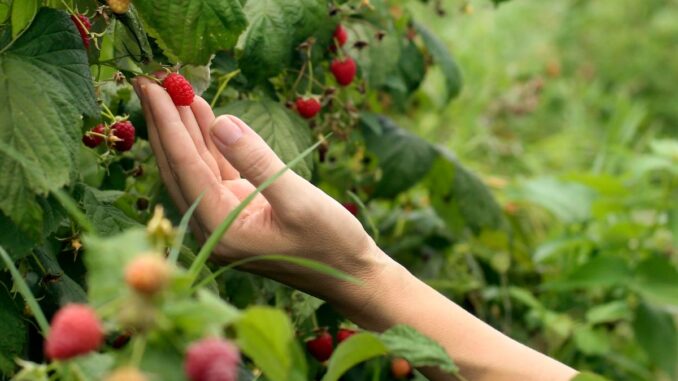 les différentes variétés de framboisiers choisir la meilleure pour votre jardin