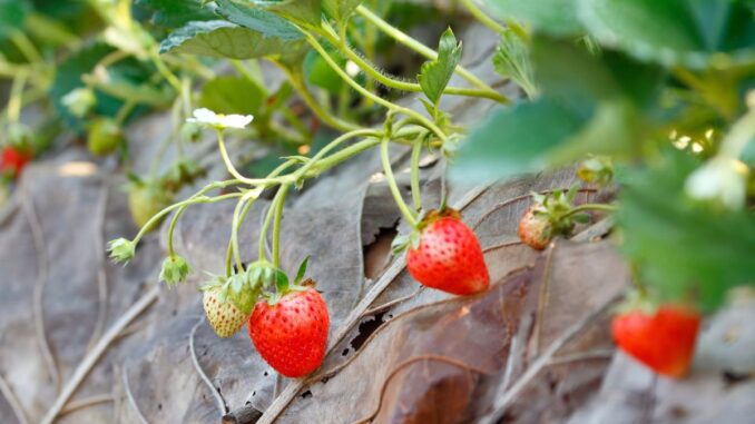 les maladies et parasites du fraisier comment les prévenir et les traiter