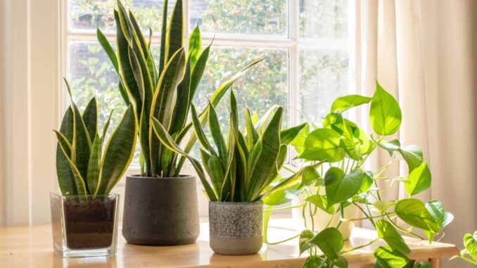 les plantes d'intérieur faciles à entretenir