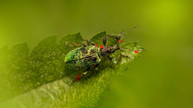 lutter contre les parasites sans pesticides