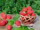 quand et comment récolter les fraises le guide complet article 