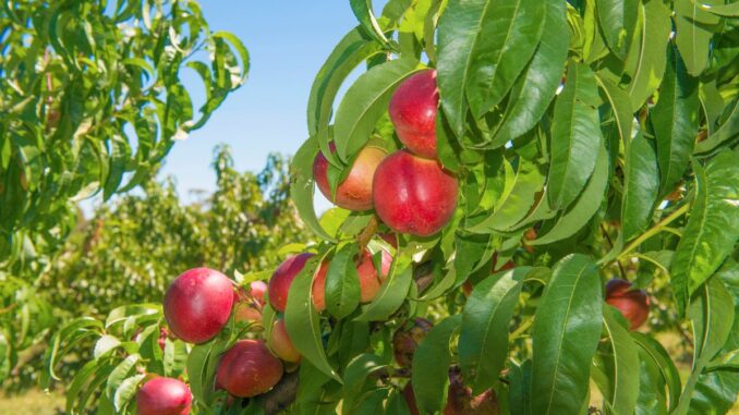 sélectionner le bon nectarinier espèces et variétés à considérer