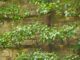 arbre fruitier en espalier ou en palissade tout savoir