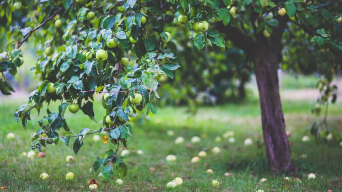 nom des fruits produits par arbre fruitier avec forme, couleur et date de cueillette