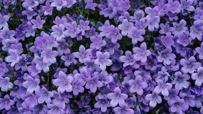 toutes les espèces de fleur violette