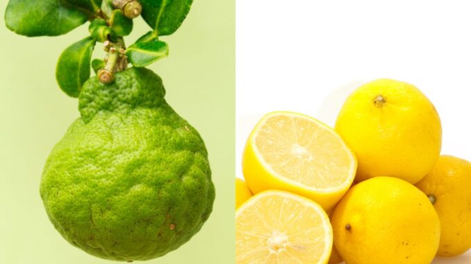 quelle est la différence entre le citron et la bergamote